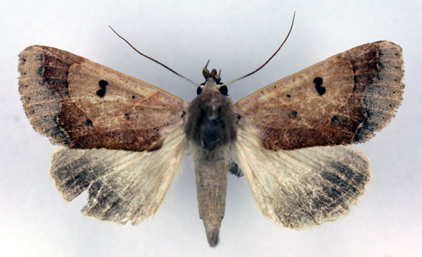 /filer/webapps/moths/media/images/S/selenaris_Ophiusa_AM_RMCA.jpg