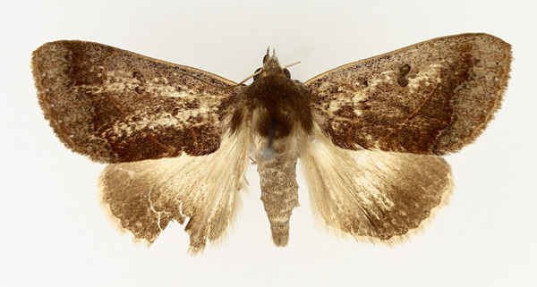 /filer/webapps/moths/media/images/S/selenaris_Ophiusa_AM_TMSA.jpg