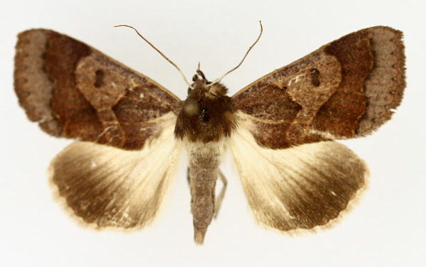 /filer/webapps/moths/media/images/S/selenaris_Ophiusa_AM_TMSA_01.jpg