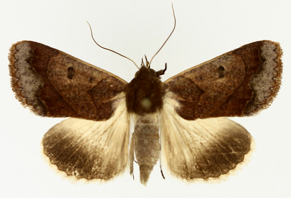 /filer/webapps/moths/media/images/S/selenaris_Ophiusa_AM_TMSA_02.jpg