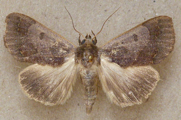/filer/webapps/moths/media/images/S/selenaris_Ophiusa_A_Butler.jpg