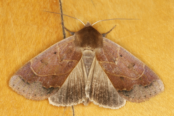 /filer/webapps/moths/media/images/S/selenaris_Ophiusa_A_Heyns_01.JPG
