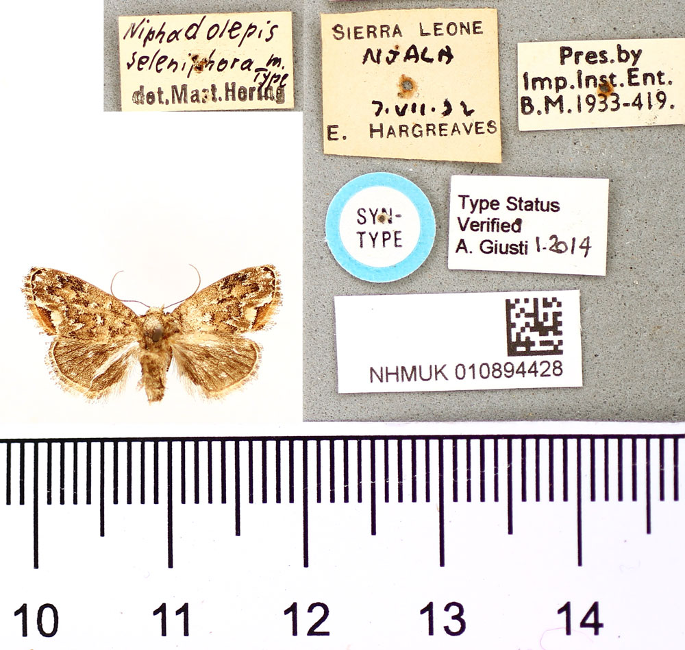 /filer/webapps/moths/media/images/S/seleniphora_Niphadolepis_ST_BMNH.jpg