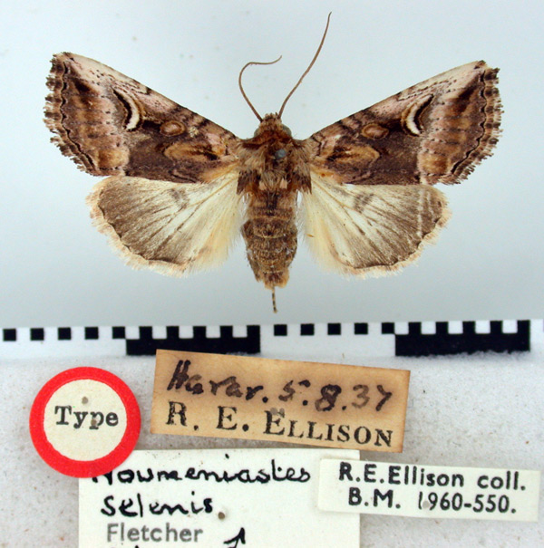 /filer/webapps/moths/media/images/S/selenis_Numeniastes_HT_BMNH.jpg