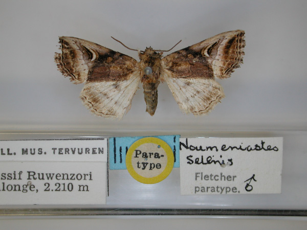 /filer/webapps/moths/media/images/S/selenis_Numeniastes_PT_RMCA_01.jpg