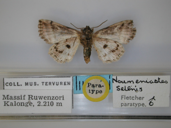 /filer/webapps/moths/media/images/S/selenis_Numeniastes_PT_RMCA_02.jpg