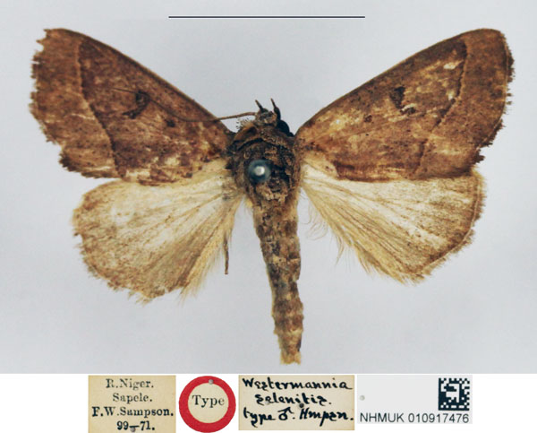/filer/webapps/moths/media/images/S/selenitis_Westermannia_HT_NHMUK.jpg