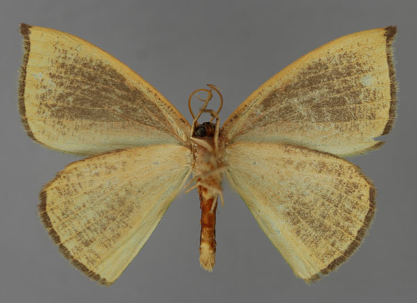 /filer/webapps/moths/media/images/S/sellata_Chlorodrapana_A_ZSM_02.jpg