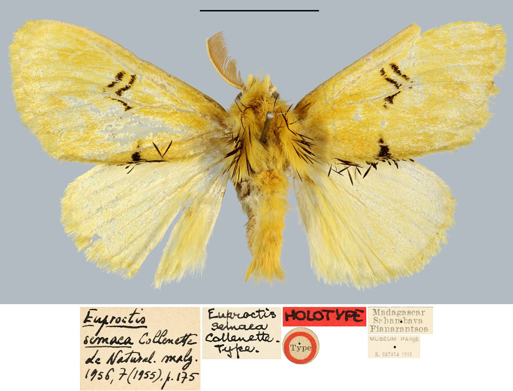 /filer/webapps/moths/media/images/S/semaea_Euproctis_HT_MNHN.jpg