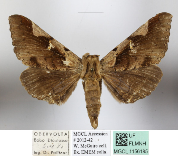 /filer/webapps/moths/media/images/S/semaphora_Nephelemorpha_A_MGCLa_02.JPG