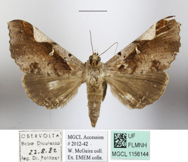 /filer/webapps/moths/media/images/S/semaphora_Nephelemorpha_A_MGCLa_03.JPG