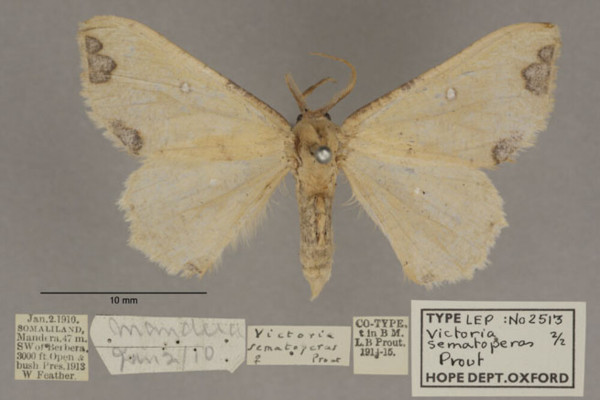 /filer/webapps/moths/media/images/S/sematoperas_Victoria_PTF_OUMNHa_01.jpg