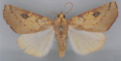 /filer/webapps/moths/media/images/S/sematurga_Terpnostola_HT_TMSA.jpg