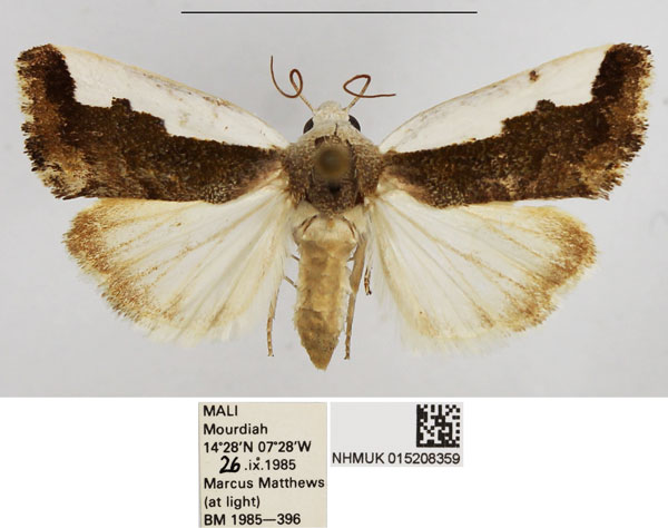 /filer/webapps/moths/media/images/S/semialba_Emmelia_AF_NHMUK.jpg
