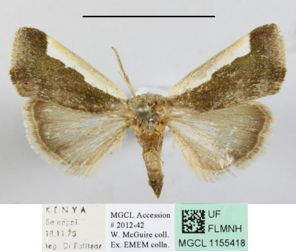 /filer/webapps/moths/media/images/S/semialba_Emmelia_A_MGCLa_01.JPG