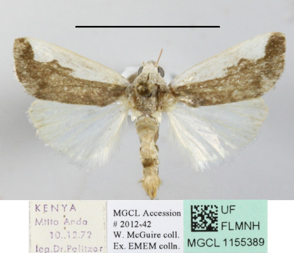 /filer/webapps/moths/media/images/S/semialba_Emmelia_A_MGCLa_02.JPG