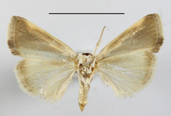 /filer/webapps/moths/media/images/S/semialba_Emmelia_A_MGCLb_01.JPG