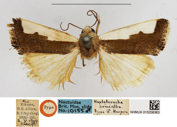 /filer/webapps/moths/media/images/S/semialba_Hoplotarache_HT_NHMUK.jpg