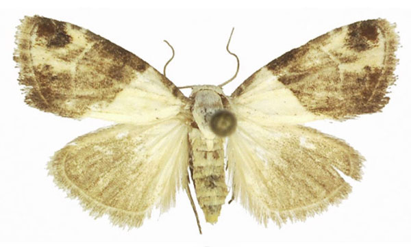 /filer/webapps/moths/media/images/S/semialba_Leucobaeta_AF_ANHRT.jpg