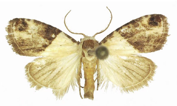 /filer/webapps/moths/media/images/S/semialba_Leucobaeta_AM_ANHRT.jpg