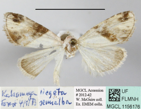 /filer/webapps/moths/media/images/S/semialba_Leucobaeta_A_MGCLa_01.JPG