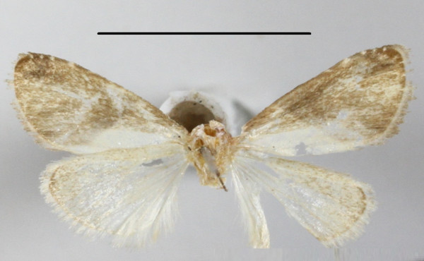 /filer/webapps/moths/media/images/S/semialba_Leucobaeta_A_MGCLb_01.JPG