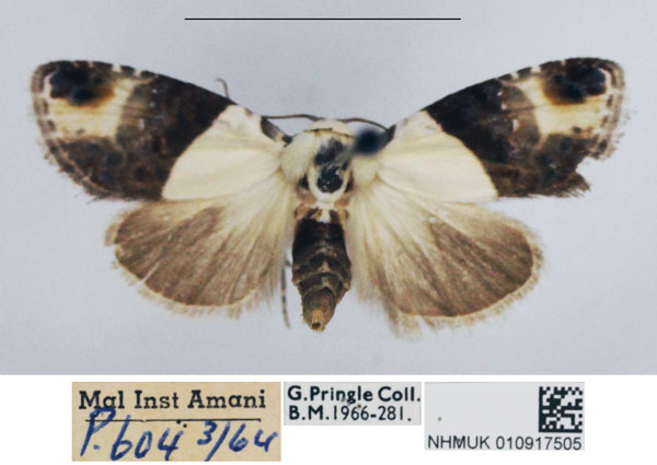 /filer/webapps/moths/media/images/S/semialba_Negeta_AF_NHMUK.jpg