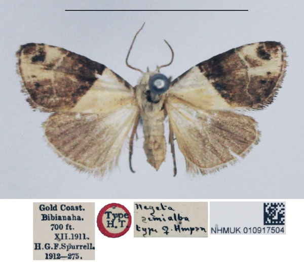 /filer/webapps/moths/media/images/S/semialba_Negeta_HT_NHMUK.jpg