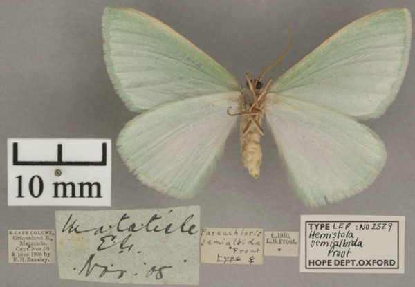 /filer/webapps/moths/media/images/S/semialbida_Hemistola_HT_OUMNHb_01.jpg