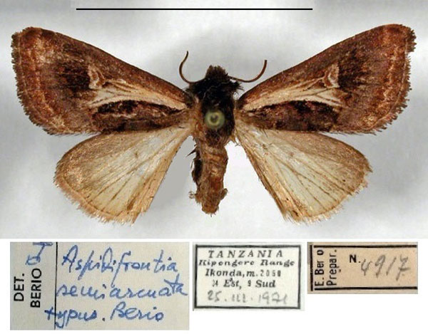 /filer/webapps/moths/media/images/S/semiarcuata_Aspidifrontia_HT_MSNM.jpg