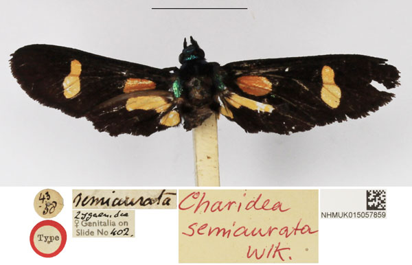 /filer/webapps/moths/media/images/S/semiaurata_Euchromia_HT_NHMUK.jpg