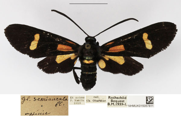 /filer/webapps/moths/media/images/S/semiaurata_Marmax_AF_NHMUK_03.jpg