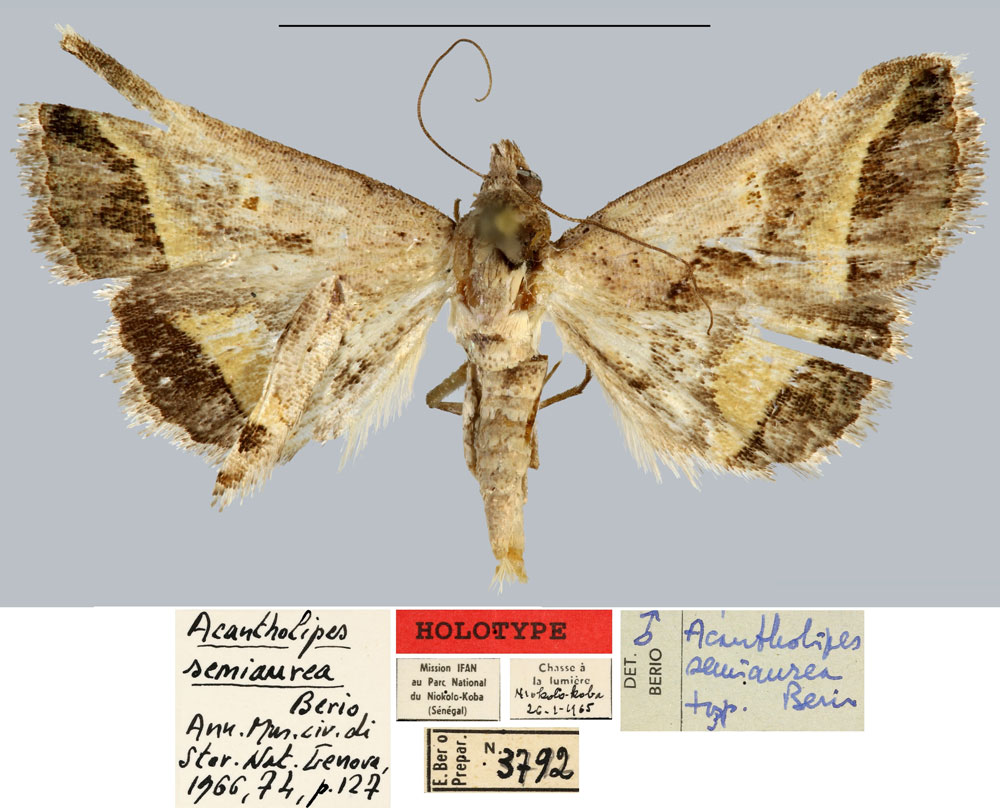 /filer/webapps/moths/media/images/S/semiaurea_Acantholipes_HT_MNHN.jpg