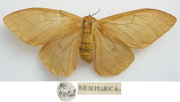 /filer/webapps/moths/media/images/S/semicaeca_Perisomena_HT_NHMUKa.jpg