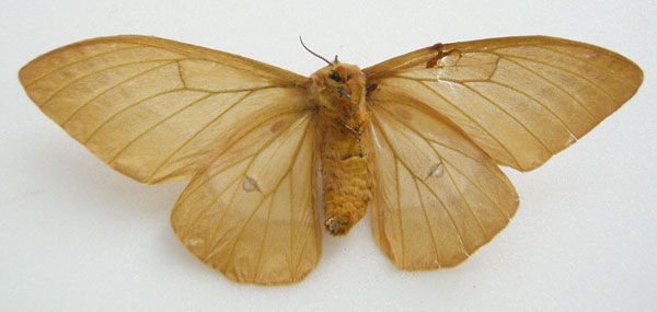 /filer/webapps/moths/media/images/S/semicaeca_Perisomena_HT_NHMUKb.jpg