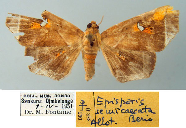 /filer/webapps/moths/media/images/S/semicaecata_Episparis_AT_MSNM.jpg