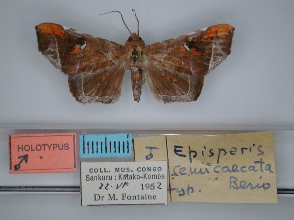 /filer/webapps/moths/media/images/S/semicaecata_Episparis_HT_RMCA_01.jpg