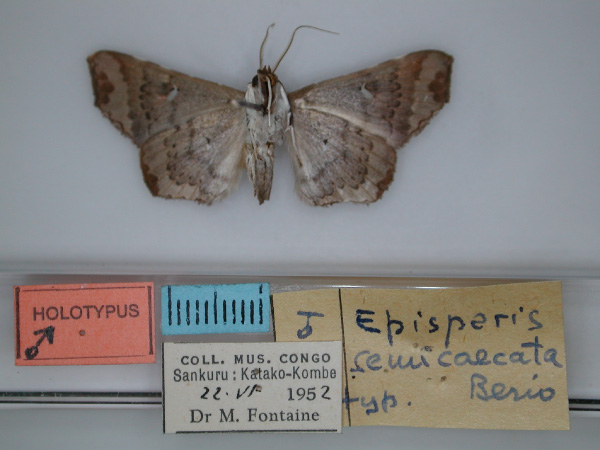 /filer/webapps/moths/media/images/S/semicaecata_Episparis_HT_RMCA_02.jpg