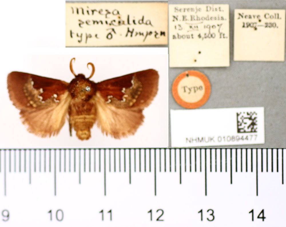 /filer/webapps/moths/media/images/S/semicalida_Miresa_ST_BMNH.jpg