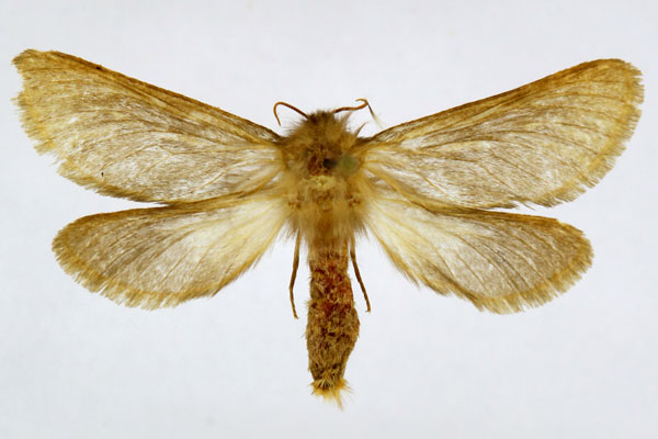 /filer/webapps/moths/media/images/S/semicanus_Eudalaca_AF_Knyazev.jpg