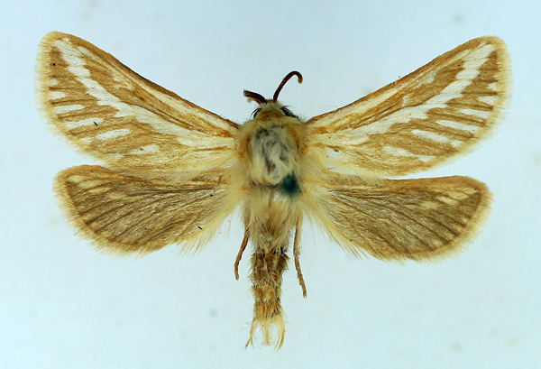 /filer/webapps/moths/media/images/S/semicanus_Eudalaca_AF_TMSA.jpg