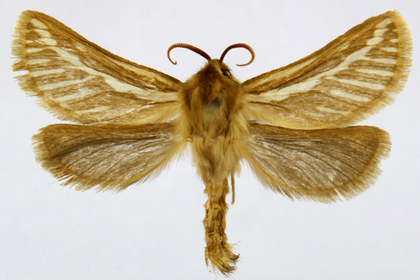 /filer/webapps/moths/media/images/S/semicanus_Eudalaca_AM_Knyazev.jpg