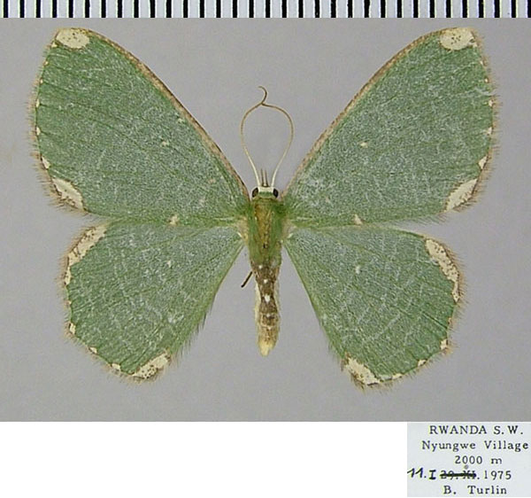 /filer/webapps/moths/media/images/S/semicincta_Prasinocyma_AF_ZSM.jpg