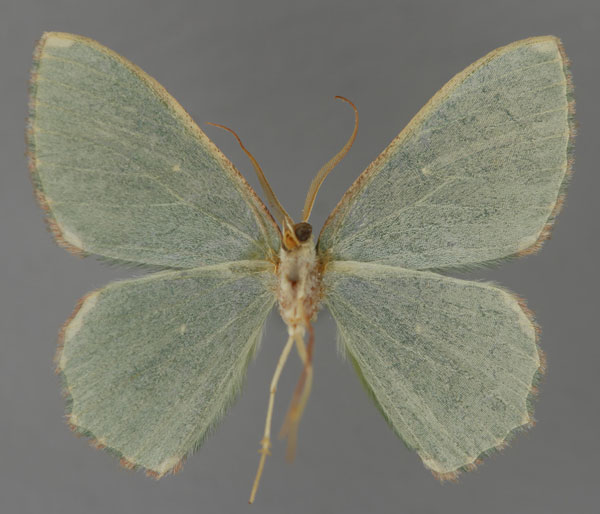 /filer/webapps/moths/media/images/S/semicincta_Prasinocyma_HT_ZSM_02.jpg