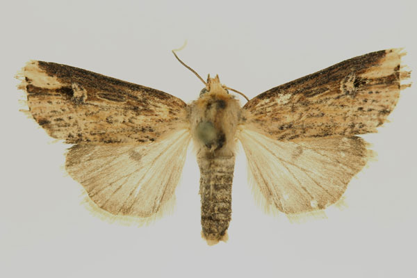/filer/webapps/moths/media/images/S/semicirculosa_Hyperfrontia_AF_RMCA.jpg