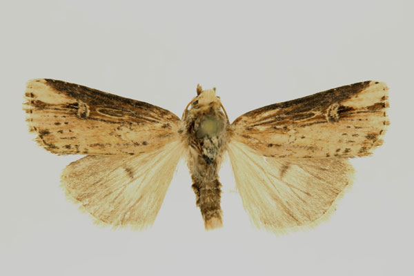 /filer/webapps/moths/media/images/S/semicirculosa_Hyperfrontia_AM_RMCA.jpg