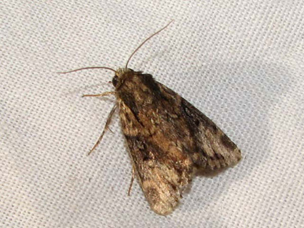 /filer/webapps/moths/media/images/S/semicirculosa_Hyperfrontia_A_Goff_01.jpg