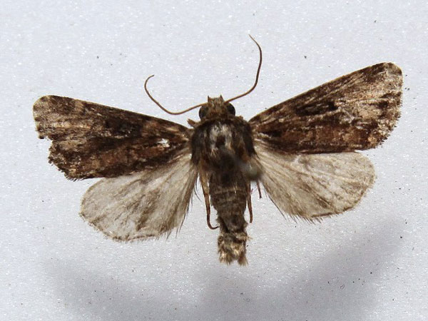 /filer/webapps/moths/media/images/S/semicirculosa_Hyperfrontia_A_Goff_02.jpg