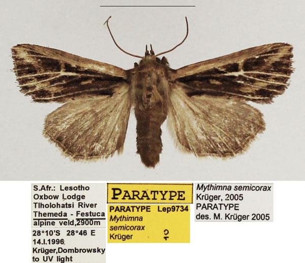 /filer/webapps/moths/media/images/S/semicorax_Mythimna_PTF_TMSA_01.jpg