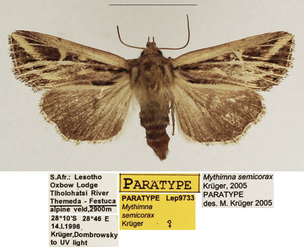 /filer/webapps/moths/media/images/S/semicorax_Mythimna_PTF_TMSA_02.jpg